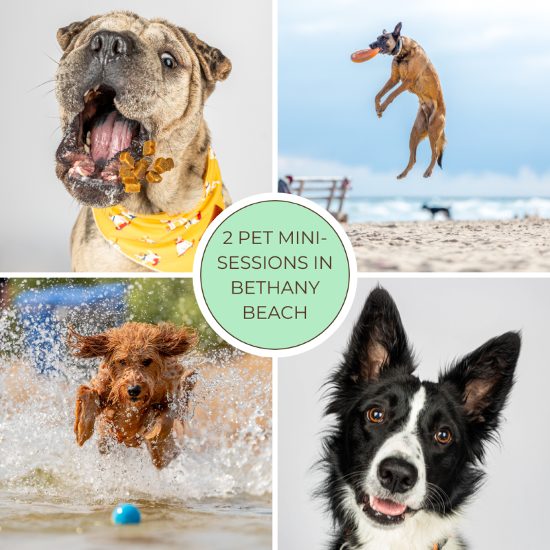 Pet Mini Sessions in Delaware